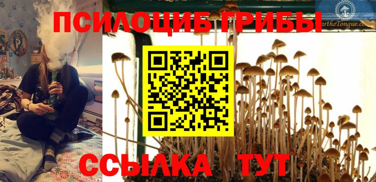 Псилоцибиновые грибы Psilocybe Новоалександровск